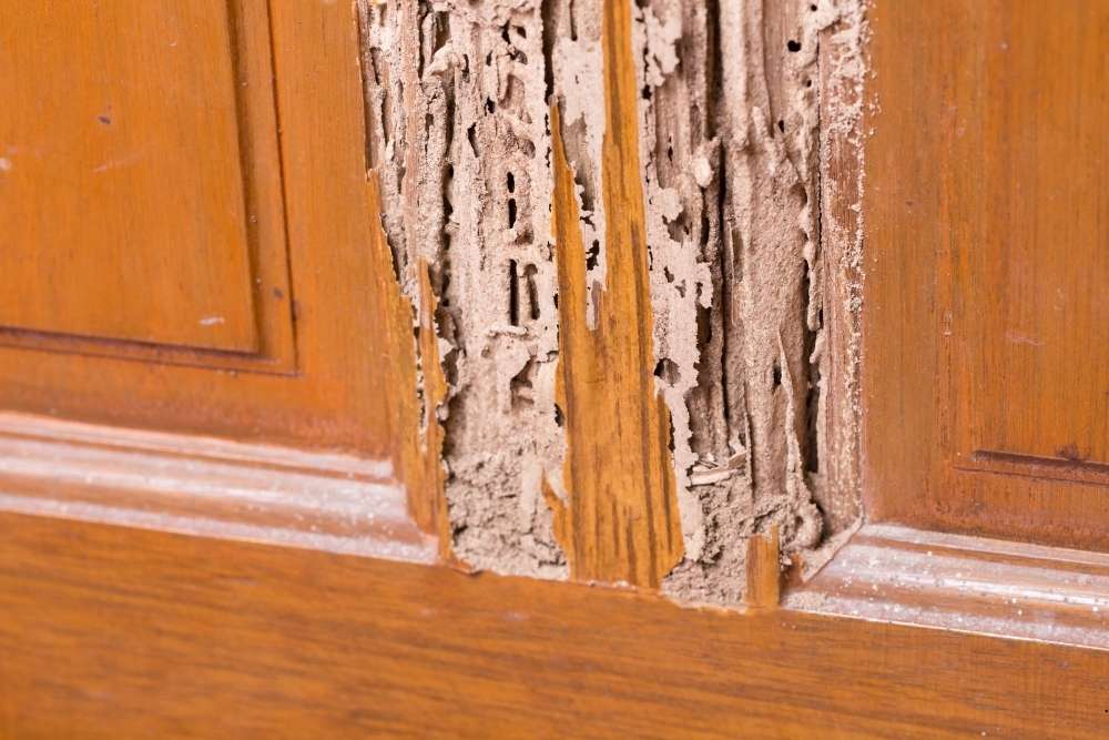 termite and WDI inspections Lexington KY